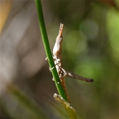 Heide amiculi at Fitzroy Falls, NSW - 17 Mar 2025 02:01 PM