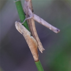 Heide amiculi at Fitzroy Falls, NSW - 17 Mar 2025 02:01 PM