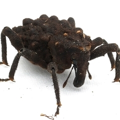 Tapinosomus exitiosus at Bulli, NSW - 22 Mar 2025 10:59 PM