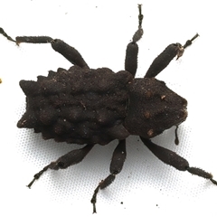 Tapinosomus exitiosus at Bulli, NSW - 22 Mar 2025 10:59 PM