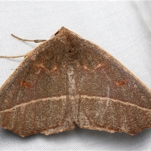 Unplaced biplaga at Bulli, NSW - 20 Mar 2025 09:36 PM