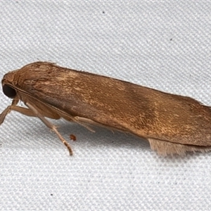 Lambula obliquilinea at Bulli, NSW - 21 Mar 2025 09:27 PM