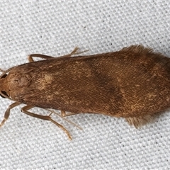 Lambula obliquilinea at Bulli, NSW - 21 Mar 2025 09:27 PM