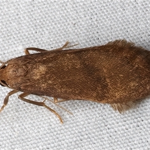 Lambula obliquilinea at Bulli, NSW - 21 Mar 2025 09:27 PM