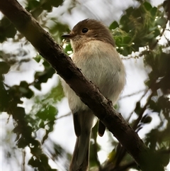 Unidentified Small (Robin, Finch, Thornbill etc) by LisaH