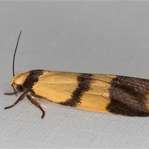 Heteroteucha translatella at Melba, ACT - 21 Mar 2025 10:03 PM
