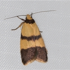 Heteroteucha translatella at Melba, ACT - 21 Mar 2025 10:03 PM