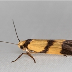 Heteroteucha translatella at Melba, ACT - 21 Mar 2025 10:03 PM