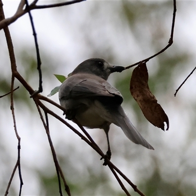 Colluricincla harmonica (Grey Shrikethrush) at Mongarlowe, NSW - 23 Mar 2025 by LisaH