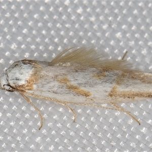 Oxythecta (genus) at Melba, ACT - 21 Mar 2025 10:06 PM