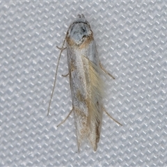 Oxythecta (genus) at Melba, ACT - 21 Mar 2025 10:06 PM
