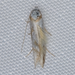 Oxythecta (genus) at Melba, ACT - 21 Mar 2025 10:06 PM