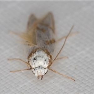 Oxythecta (genus) at Melba, ACT - 21 Mar 2025 10:06 PM