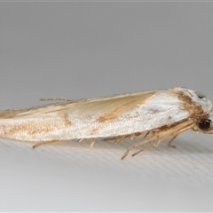 Oxythecta (genus) at Melba, ACT - 21 Mar 2025 10:06 PM