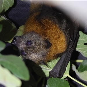 Pteropus poliocephalus at Hughes, ACT - suppressed