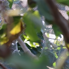 Pteropus poliocephalus at Hughes, ACT - suppressed