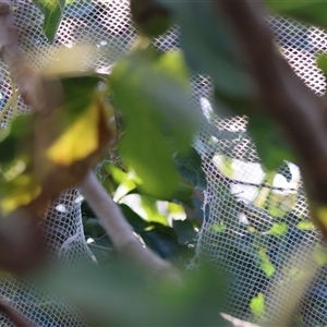Pteropus poliocephalus at Hughes, ACT - suppressed