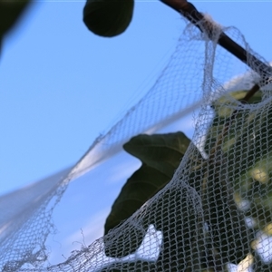 Pteropus poliocephalus at Hughes, ACT - suppressed