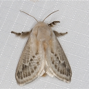 Doratifera pinguis at Melba, ACT - 22 Mar 2025 11:10 PM