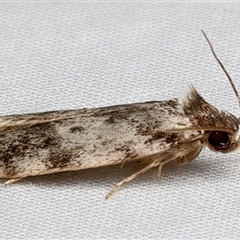 Barea confusella at Bulli, NSW - 20 Mar 2025 10:27 PM