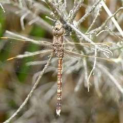 Adversaeschna brevistyla (Blue-spotted Hawker) at Braemar, NSW - 24 Mar 2025 by Curiosity