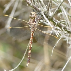 Adversaeschna brevistyla at Braemar, NSW - 24 Mar 2025 10:30 AM