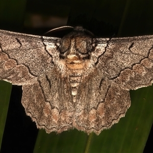 Hypobapta tachyhalotaria at Bulli, NSW - 20 Mar 2025 11:01 PM