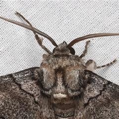 Hypobapta tachyhalotaria at Bulli, NSW - 20 Mar 2025 11:01 PM