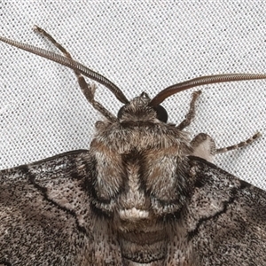 Hypobapta tachyhalotaria at Bulli, NSW - 20 Mar 2025 11:01 PM