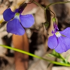 Lobelia andrewsii at suppressed - suppressed