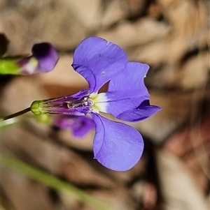 Lobelia andrewsii at suppressed - suppressed