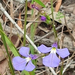 Lobelia andrewsii at suppressed - suppressed