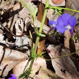 Lobelia andrewsii at suppressed - suppressed