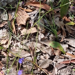 Lobelia andrewsii at suppressed - suppressed