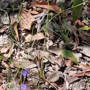 Lobelia andrewsii at suppressed - suppressed