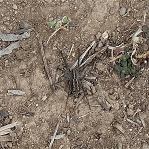 Lycosidae (family) at Queanbeyan West, NSW - 25 Mar 2025 08:27 AM