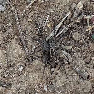Lycosidae (family) at Queanbeyan West, NSW - 25 Mar 2025 08:27 AM