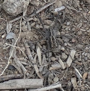 Lycosidae (family) at Queanbeyan West, NSW - 25 Mar 2025 08:27 AM