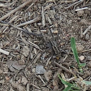 Lycosidae (family) at Queanbeyan West, NSW - 25 Mar 2025 08:27 AM