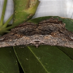 Scioglyptis lyciaria (White-patch Bark Moth) at Melba, ACT - 22 Mar 2025 by kasiaaus