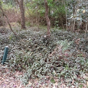 Tradescantia zebrinia (Zebrina, Striped Trad) at Shoalhaven Heads, NSW - Yesterday by plants