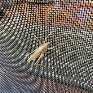 Austrosalomona sp. (genus) at Tathra, NSW - 25 Feb 2025 12:30 PM