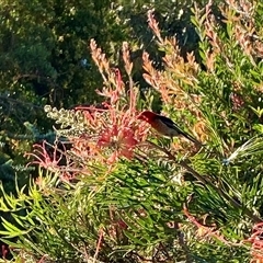 Myzomela sanguinolenta (Scarlet Honeyeater) at Tathra, NSW - 20 Dec 2024 by Suzhop