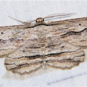 Euphronarcha luxaria (Striated Bark Moth) at Bolivia, NSW - 25 Jan 2007 by PJH123