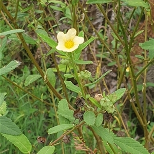 Sida rhombifolia at suppressed - suppressed