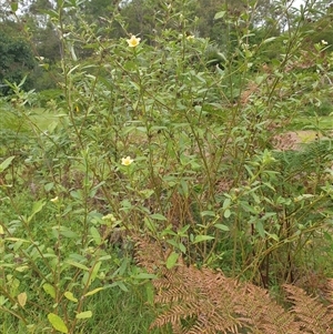Sida rhombifolia at suppressed - suppressed
