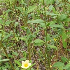 Sida rhombifolia at suppressed - suppressed