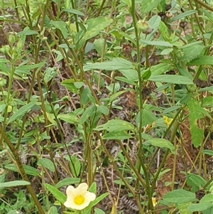 Sida rhombifolia at suppressed - suppressed