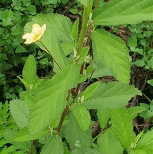 Sida rhombifolia at suppressed - suppressed
