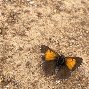 Lucia limbaria at Strathnairn, ACT - 25 Mar 2025 11:15 AM